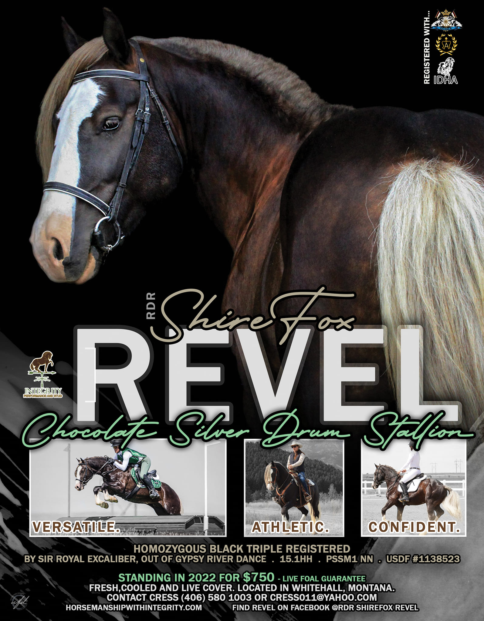 Shire Fox Revel - Draft Horse Breeders